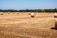 straw-straw-bales-field-harvest-895376.jpg