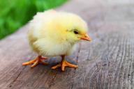 easter-chicks-baby-beautiful-sweet-349026.jpg