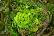 salad-lettuce-green-vegetable-621339.jpg