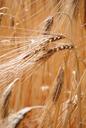 barley-cereals-halm-barley-field-382102.jpg