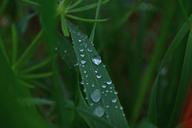 grass-wet-nature-drops-of-water-560623.jpg