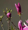 magnolia-flower-magnolia-flower-741527.jpg