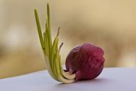 onion-red-onion-bulb-vegetable-144147.jpg