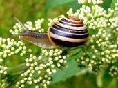 snail-garden-snail-shell-1634853.jpg