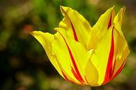 tulip-tabby-spring-flower-738316.jpg