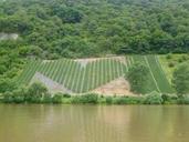 vineyard-heart-germany-mosel-110329.jpg