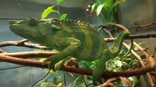 chameleon-green-zoo-living-nature-1133123.jpg