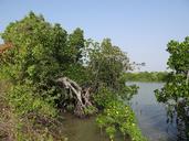 mangroves-vegetation-estuary-632694.jpg