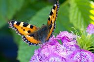 summer-pink-macro-butterfly-nature-640773.jpg