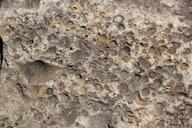 fossil-stone-rock-texture-natural-741063.jpg