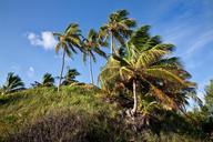 palm-trees-island-wind-vacation-669328.jpg