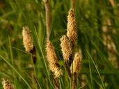 swamp-sedge-sharp-edged-sedge-7120.jpg