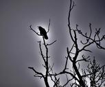 raven-blackbird-bird-spooky-427013.jpg