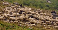 flock-sheep-capra-animal-green-1557949.jpg