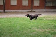 dog-speed-ball-643087.jpg