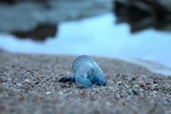 blue-bottle-jellyfish-animal-nature-577030.jpg