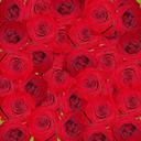 roses-nature-flowers-red-169613.jpg