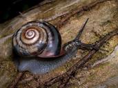 snail-land-snail-euhadra-peliomphala-63021.jpg