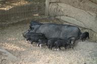 pets-animals-poultry-livestock-pig-982188.jpg