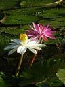 water-lily-flower-nature-plant-1038630.jpg