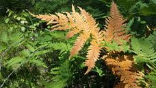 fern-forest-nature-green-orange-526587.jpg