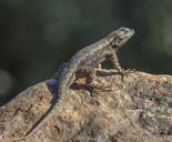 lizard-gecko-reptile-pet-wildlife-508868.jpg