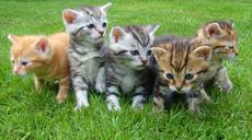 kittens-cat-cat-puppy-rush-555822.jpg