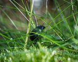 beetle-dung-beetle-moss-grass-964653.jpg