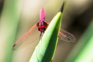 dragonfly-insect-close-365205.jpg