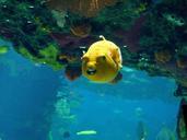 aquarium-fish-swim-water-animal-722447.jpg