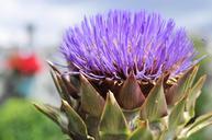 artichoke-blossom-bloom-flower-417624.jpg