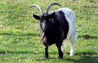 billy-goat-goat-domestic-goat-1268316.jpg