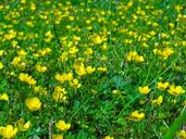 buttercup-flower-meadow-meadow-562945.jpg