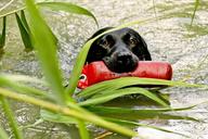 labrador-retrieve-water-dummy-dogs-1115394.jpg