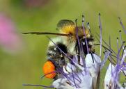 hummel-loading-farmland-bumblebee-1477204.jpg