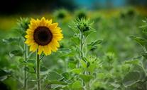 sunflowers-field-landscape-1161162.jpg