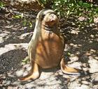 sea-lion-galapagos-island-atlantic-18273.jpg