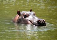 hippo-africa-nature-mammal-534841.jpg