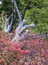 forest-dry-tree-shrubs-red-nature-258640.jpg