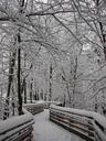 snow-forest-road-winter-nature-1022667.jpg