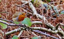 robin-bird-animal-nature-wildlife-1049100.jpg