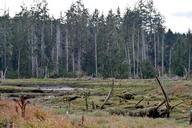 lillywaup-estuary-hood-canal-1006062.jpg