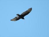 birds-wings-flight-flying-nature-501038.jpg