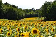 sunflowers-sunflower-685367.jpg