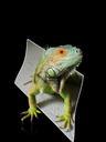 iguana-reptile-lizard-green-blue-1034869.jpg