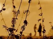 nettles-weeds-sunset-plants-herb-142194.jpg