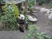 panda-bear-zoo-china-bamboo-697344.jpg