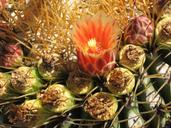 cactus-flower-blooms-nature-desert-19353.jpg