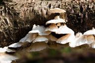 juice-ovinus-mushroom-sponge-438324.jpg