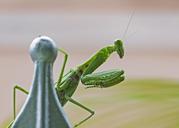 praying-mantis-insect-green-bug-1650102.jpg